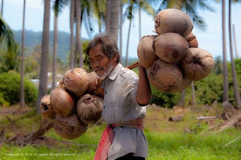 Coconut Farming Thailand