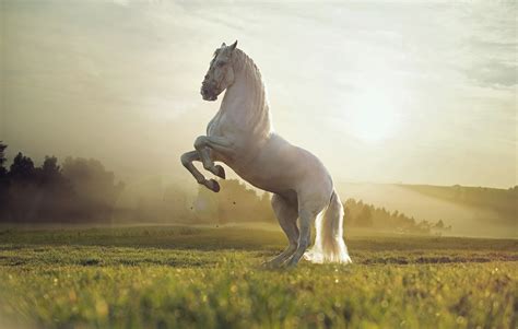 Cute Horses Wallpapers Wallpaper Cave