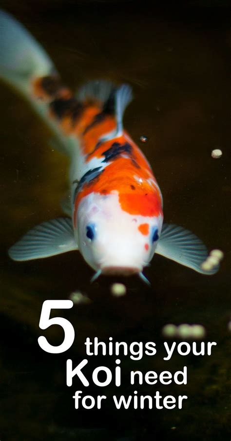 Review Of How Do Koi Fish Survive The Winter Ideas