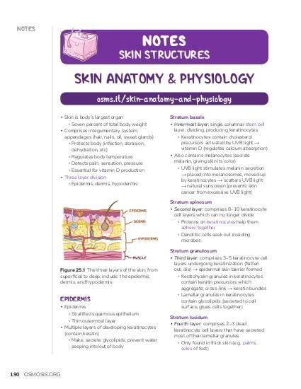Skin Anatomy And Physiology Video And Anatomy Osmosis
