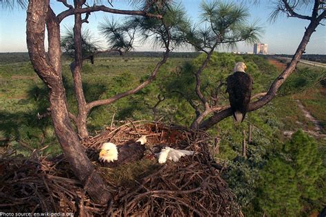 Interesting Facts About Bald Eagles Just Fun Facts