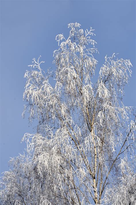 A lot of your pix are missing, though. Birch Tree Branches Under the White Frost - ArtLook ...