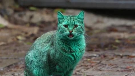 Tabby Cat With A Surprisingly Green Colored Coat Roams The Streets Of