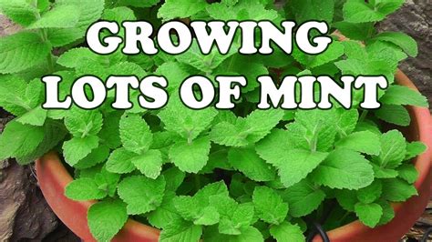 All About Growing Mint Youtube