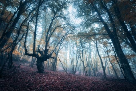 Scary Forest In Fog In Autumn High Quality Nature Stock Photos