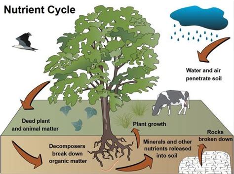 Basic Nutrient Cycle