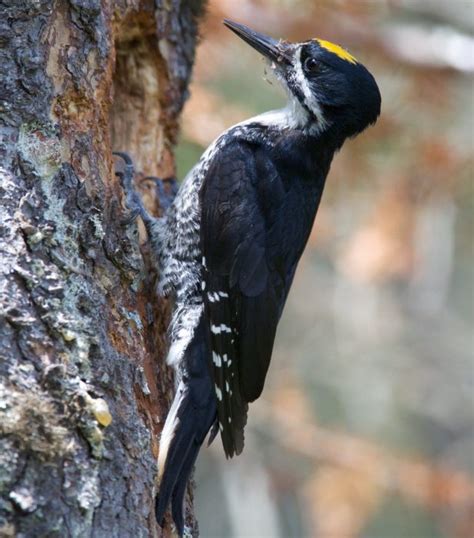 Everything You Need To Know About Woodpeckers In Michigan