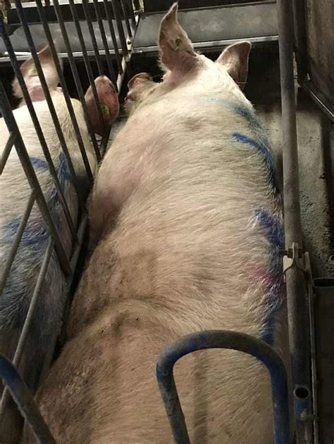 Elisa pilarski, une jeune femme de 29 ans, a été tuée par une meute de chiens dans la forêt de retz, dans l'aisne. allevamento-prosciutto-di-parma-inchiesta-inglese-6 | The Holidog Times
