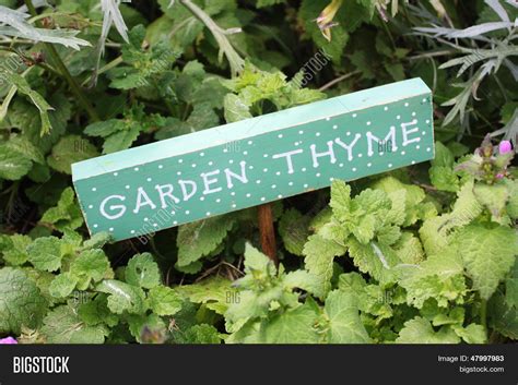 Garden Thyme Sign Image And Photo Free Trial Bigstock