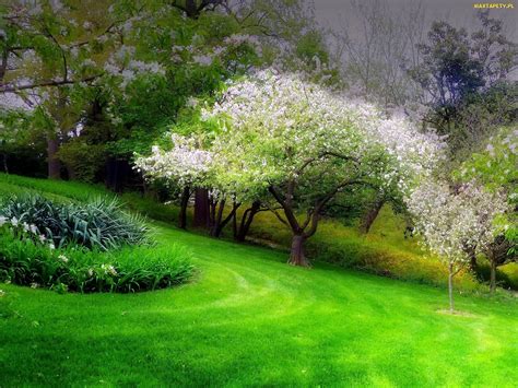 Tapety Zdjęcia Wiosna Drzewa Kwitnące Park