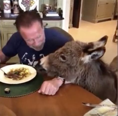 Von annemarie havran — um fbfacebook twtweet. Arnold Schwarzenegger self-isolates with horse and donkey ...