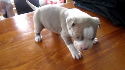 Brown And White Red Nose Pitbulls Red Nose Pitbull