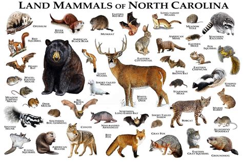Mammals Of North Carolina Poster Print North Carolina Etsy