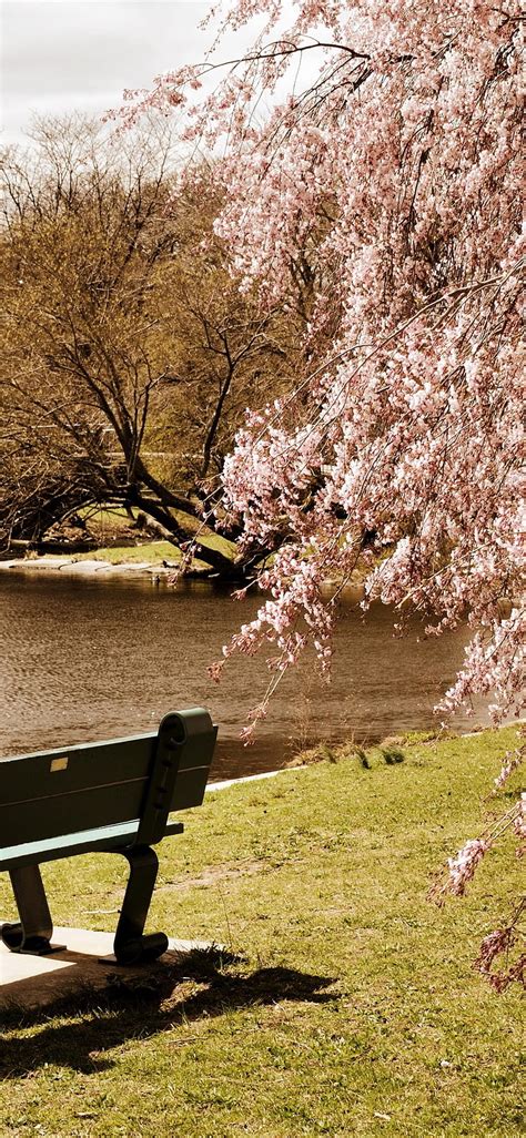 Spring Tree Flowers Bloom Pond Park Bench 1125x2436 Iphone 11 Pro