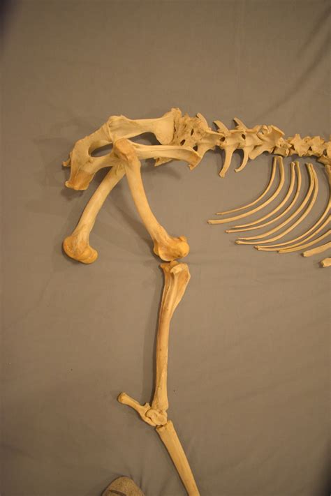 Deer Skeleton Ingridscienceca