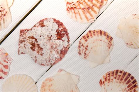 Seashells Stock Photo Image Of Souvenir Animal Aquatic