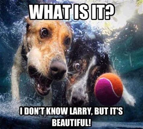 17 Best Images About Funny Dogs On Pinterest Jokes Humorous Quotes