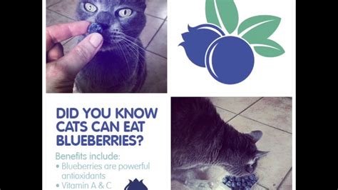 Can cats only digest protein? Can My Cat Eat Blueberries? - YouTube