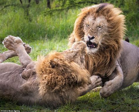 Male Lion Gets His Own Relative In A Headlock As They Fight Over A