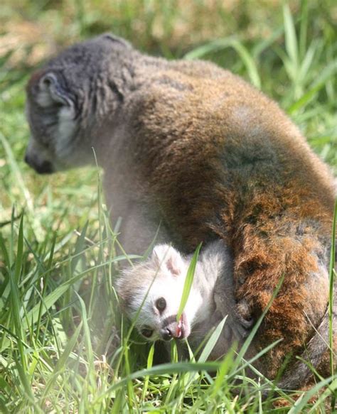 Twycross Zoos Baby Crowned Lemur Snacks On A Little Grass Zooborns