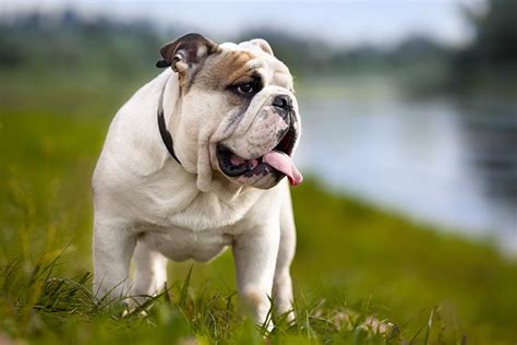 The toy bulldog was bred in england and no longer exists. Bulldog Dog Breed Information