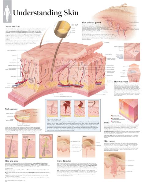 Understanding Skin 2500 Anatomical Parts And Charts