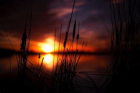 Royalty Free Photo Depth Of Field Photography Of Grass During Sunset