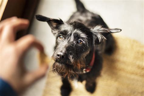 If your dog ate a pineapple and is reacting adversely, contact your local veterinarian. Can Dogs Eat Pineapple? Here's What Veterinarians Say ...
