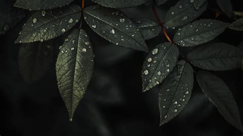 Plant Leaves Water Drops Dark Background 4k Hd Nature Wallpapers Hd