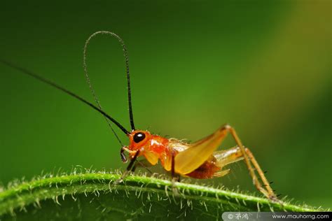 Little Cute Cricket Macro In Photography On Forums