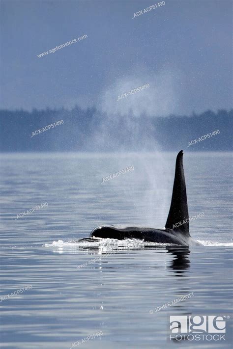 Killer Whale Orcinus Orca Commonly Referred To As The Orca Whale Or