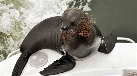 Free Images Beach Sea Nature Animal Ship Seals Vertebrate