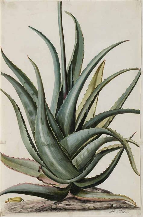 Common Aloe Aloe Vera Circa 1709 Ilustración Planta Pinturas Mexicanas Lápices De Acuarela