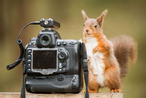 Red Squirrel Gets Ready For Her Close Up In Front Of Camera