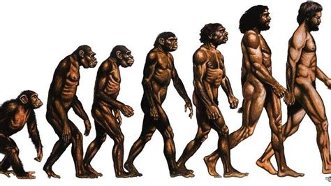 Theory Of Evolution In 2020 Theory Of Evolution Darwins Theory Of