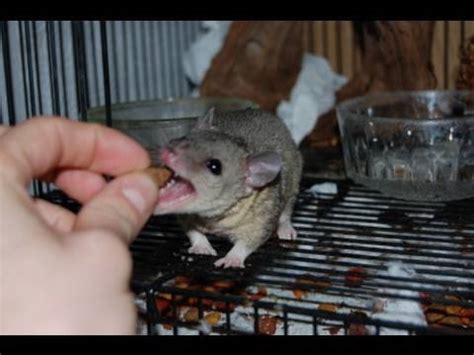 Too much stress in a baby pigeon can lead to a heart attack so pay close attention to its stress levels and adjust your feeding time and methods accordingly. Brazilian Short Tailed Opossum Care - YouTube