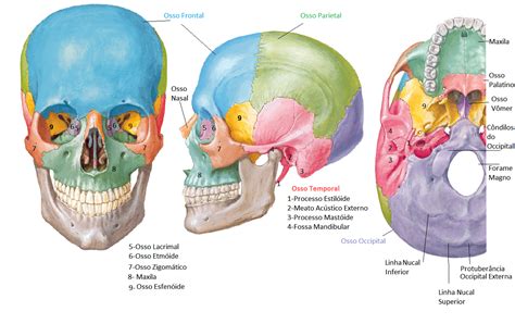 Esqueleto Axial O Que é Crânio Caixa Torácica Coluna Vertebral