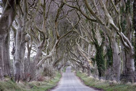 Lets Enjoy The Beauty The Dark Hedges Northern Ireland