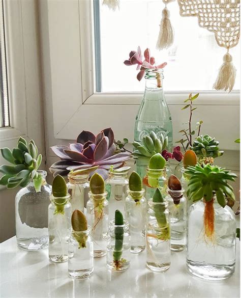 100 Gorgeous Succulent Plants Ideas For Indoor And Outdoor Full Of