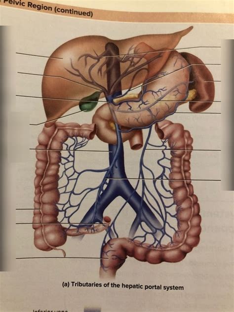 Hepatic Portal System Diagram Quizlet