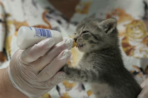 Kittens 6 weeks and older can eat wet or dry kitten food. Animal shelters stop euthanizing healthy animals. - The ...