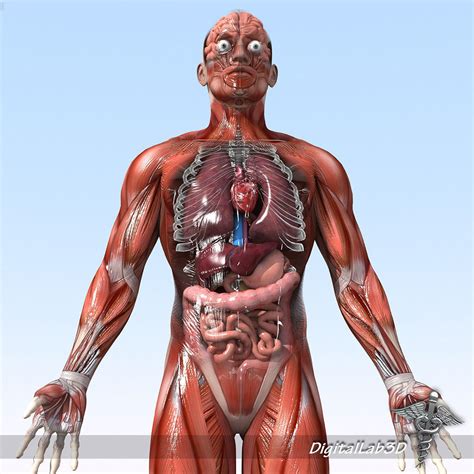Rigged Human Male Anatomy 3d Model Rigged Cgtrader
