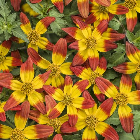 Bidens amplissima, bidens aristosa, bidens aurea, bidens beckii, bidens bidentoides, bidens bigelovii, bidens bipinnata, bidens cernua, bidens connata. Bidens CAMPFIRE Fireburst - Buy Annuals Online