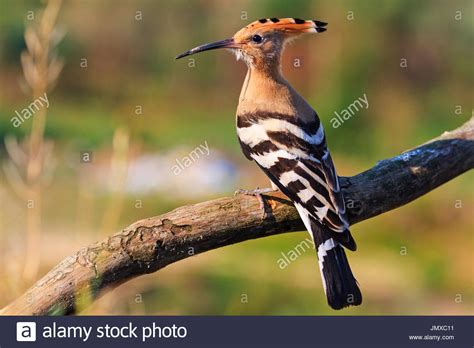 Hoopoe Sitting On A Dry Branchwildlife Creative Photos Stock Photo Alamy