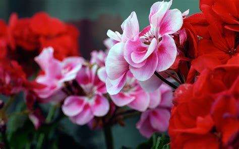Pink Red Flowers Wallpapers Hd Wallpapers Id 10424