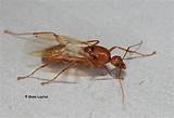 Photos of Termite Antennae