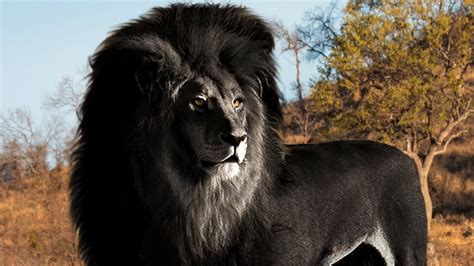 10 Most Rare And Majestic Lions In The World Youtube