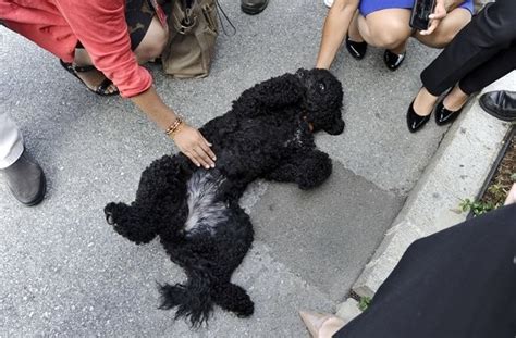 Qǐng dīng yún kànkan wǒmen de xīn fángzi. 歐巴馬新愛犬「狗來瘋」 翻肚皮要求記者摸摸 | ETtoday 旅遊雲 | ETtoday旅遊新聞(寵物動物)