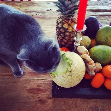 Cat Bores Through Melon Bored Panda