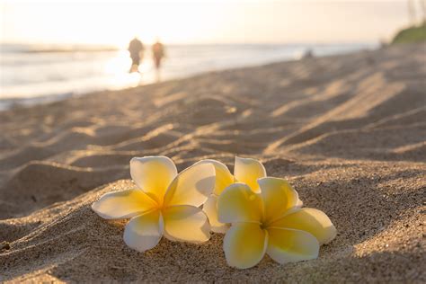 Beach Flowers Ocean Cosmetic Medicine